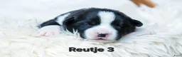 Welsh Corgi Cardigan honden te koop: Cardigan Welsh Corgi pups - Advertentie 13