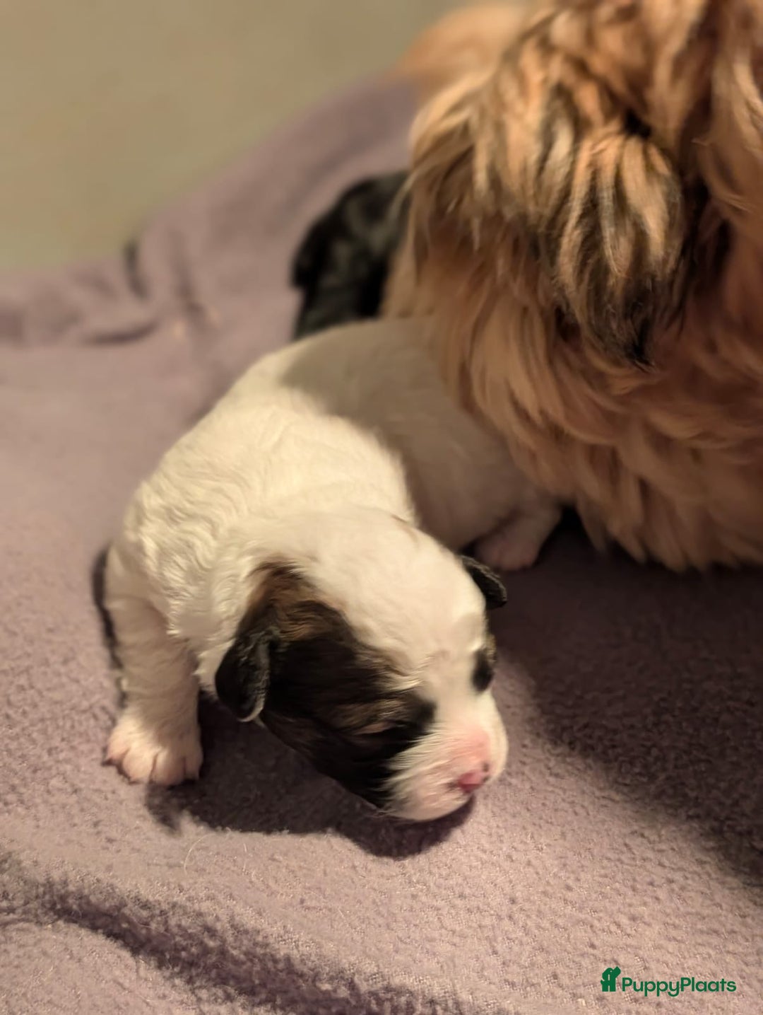 Kruising honden te koop: Lief boomer nestje  - Advertentie 5