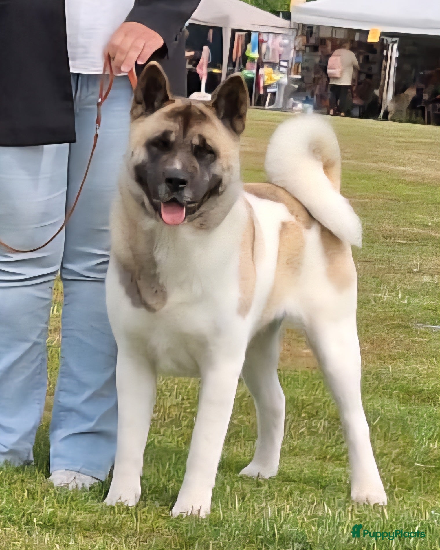 American Akita honden American Akita pups mogen meteen mee! - Advertentie 2