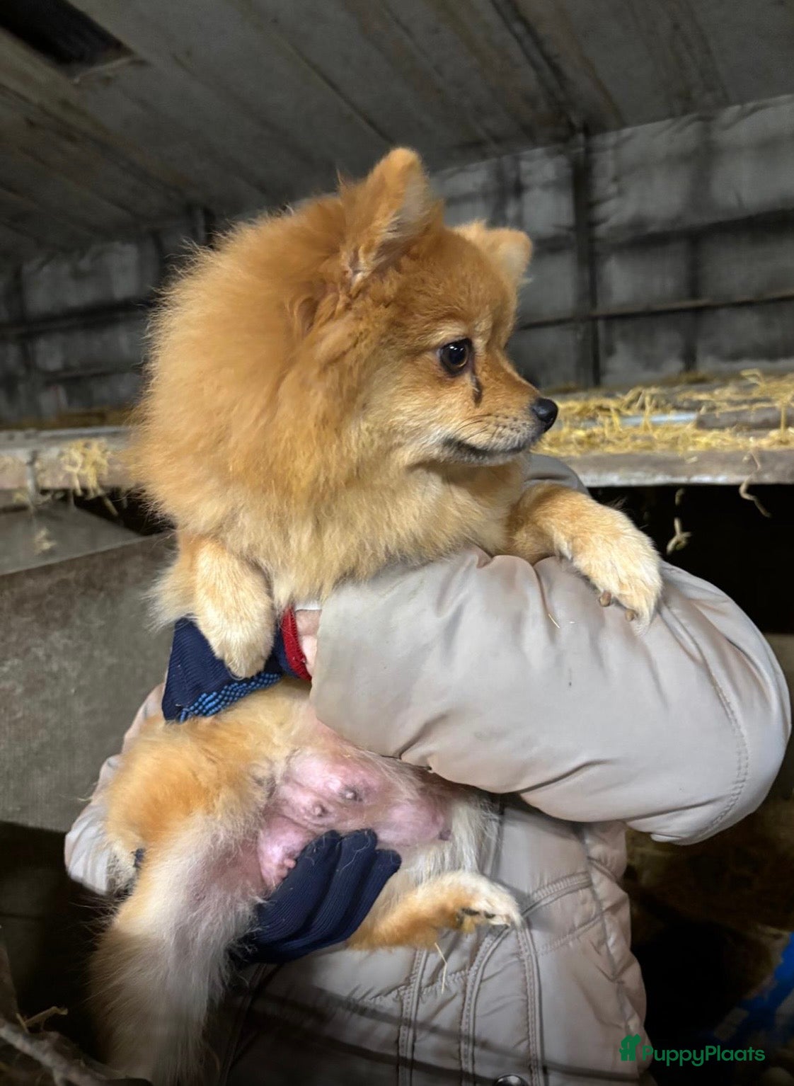 Keeshond honden Dwergkees teefje zoekt platina mandje - Advertentie 1