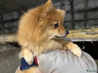 Keeshond honden Dwergkees teefje zoekt platina mandje - Advertentie 12