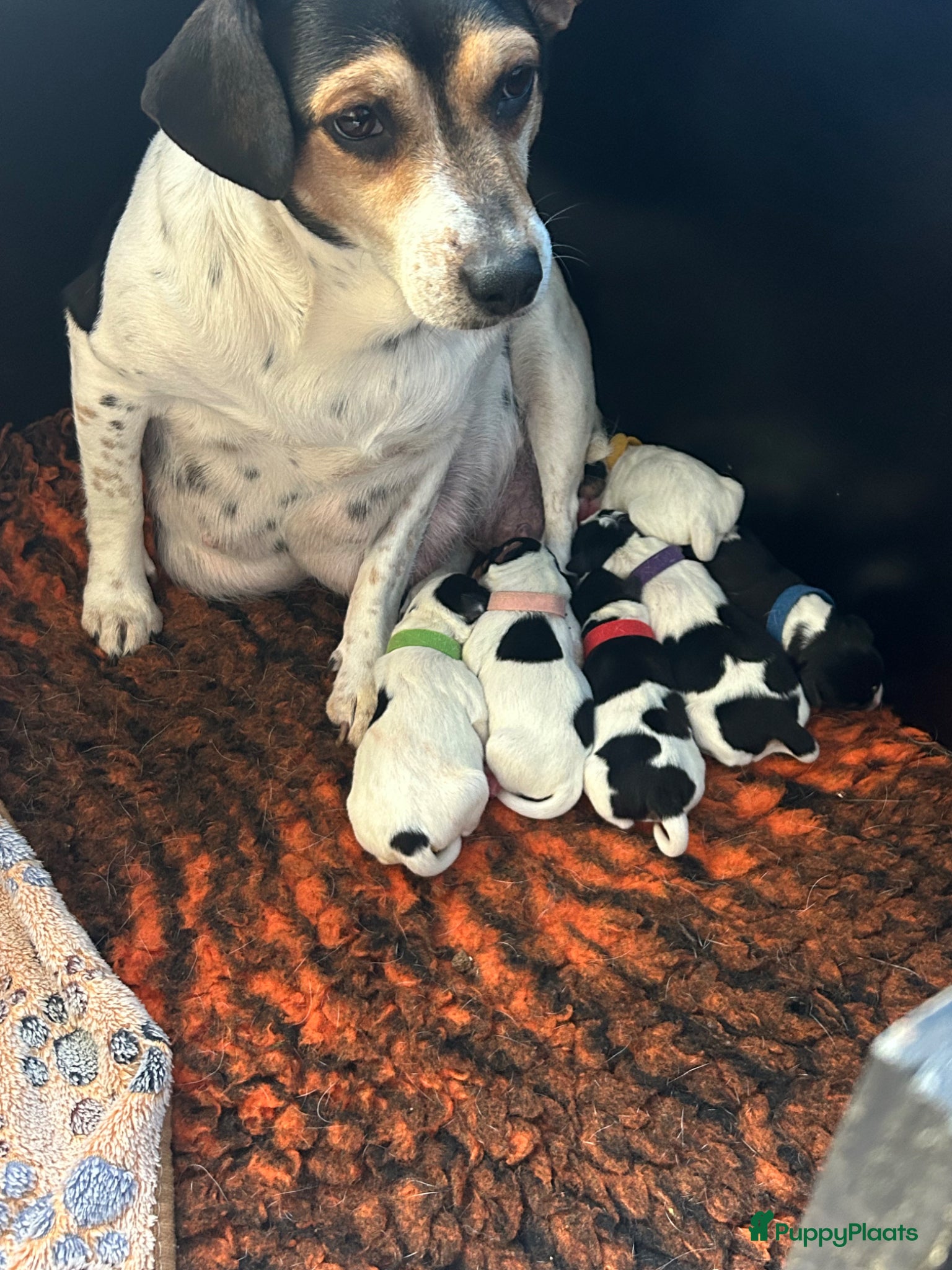 Boerenfox honden te koop: Boerenfox pups in Zuid-Beijerland - Advertentie 8