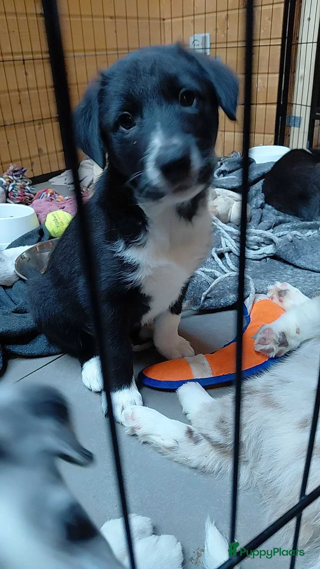 Border Collie honden te koop: Nog 1 lieve reu ❤️🐕 zwart/wit  - Advertentie 1