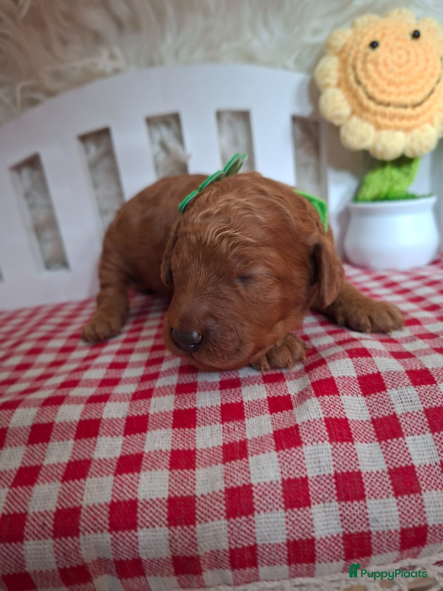 Australian Labradoodle honden Medium Australian Labradoodles  - Advertentie 1