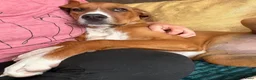 Kruising honden te koop: Ninna - Advertentie 2