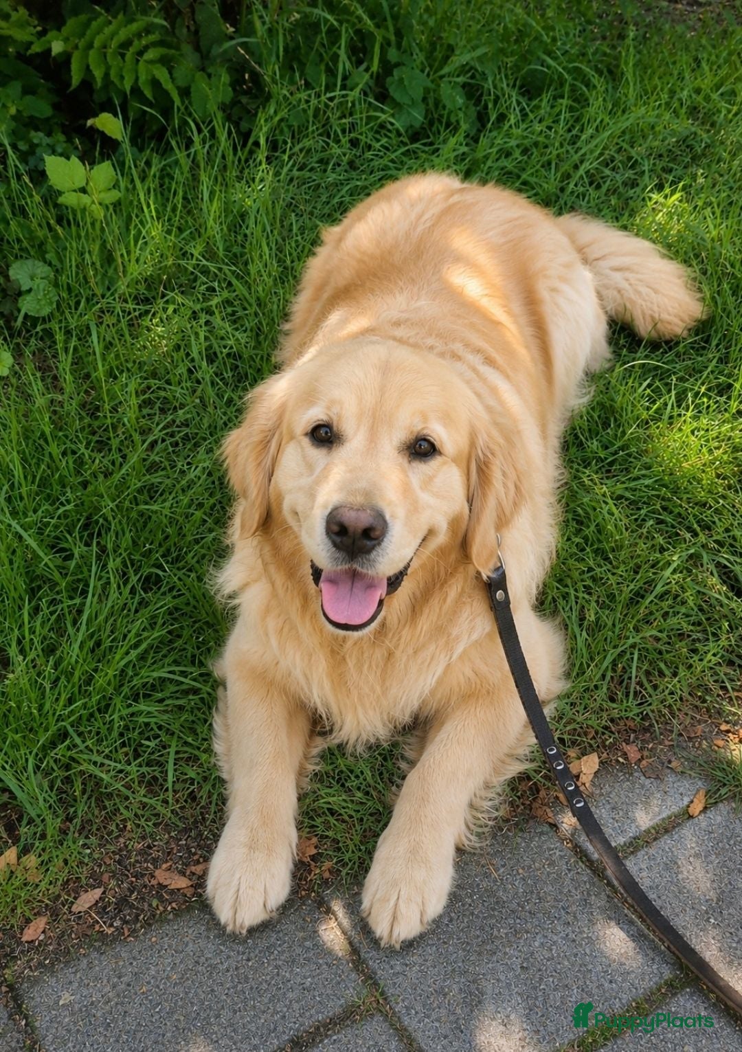 Golden Retriever honden Prachtige golden retriever pups - Advertentie 2