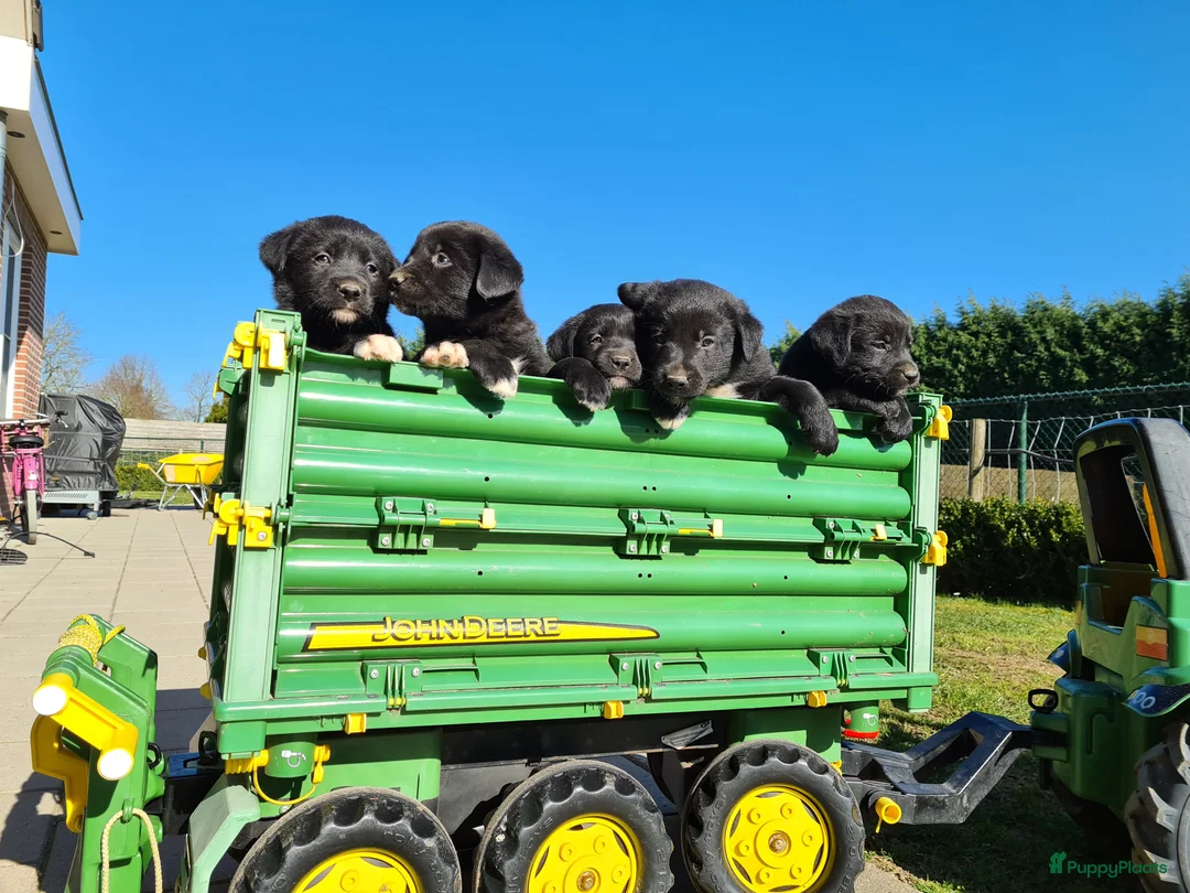 Kruising honden te koop: Uniek sociaal Borador pups STAMBOOM ouders F1 - Advertentie 2