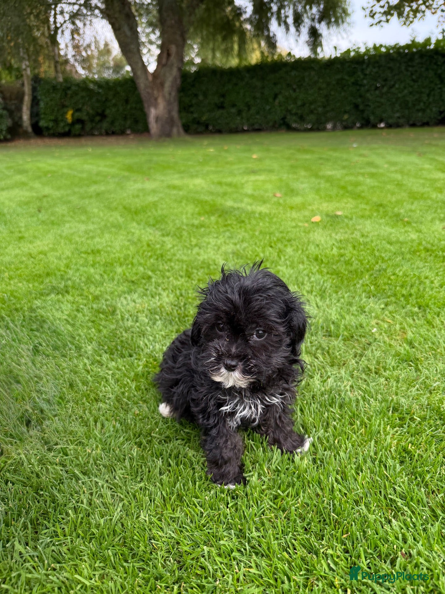 Kruising honden Boomer x Poedel (Boompoo) pups - Advertentie 2