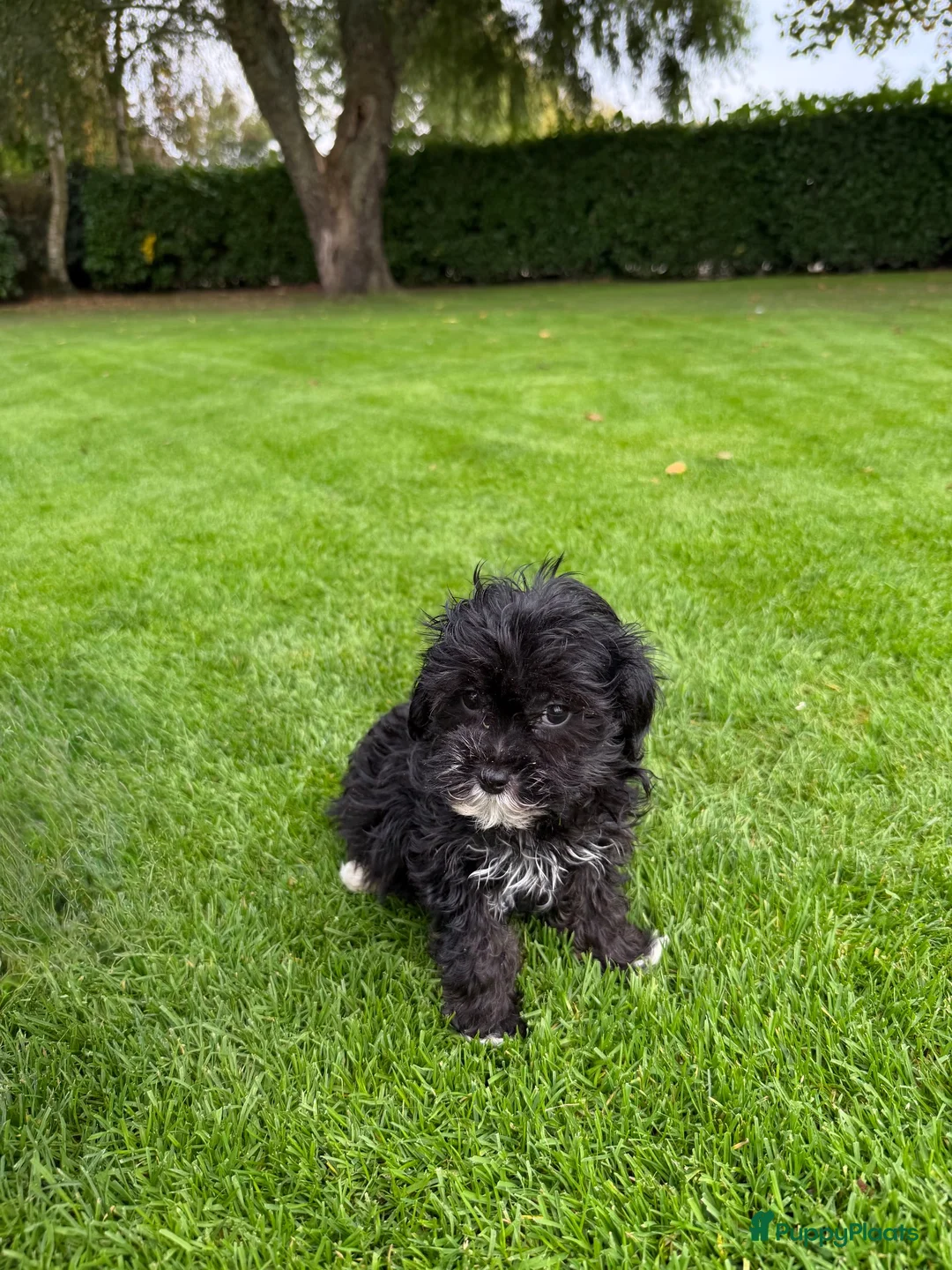 Kruising honden te koop: Boomer x Poedel (Boompoo) pups - Advertentie 2