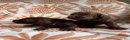 Australian Labradoodle honden te koop: Prachtige donkerbruine Australian Labradoodle reu in Halsteren - Advertentie 19