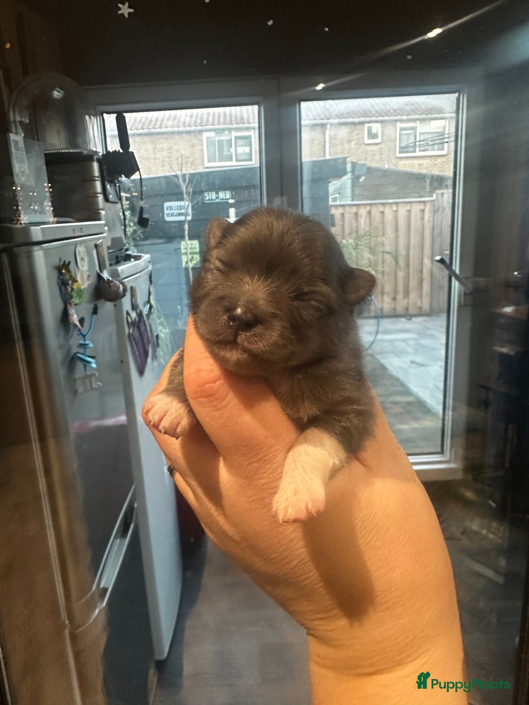 Pomeriaan honden te koop: Pomeriaan parti colour teefje geboren 23-12-2025 - Advertentie 12