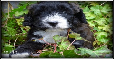 Kruising honden - Advertentie 5