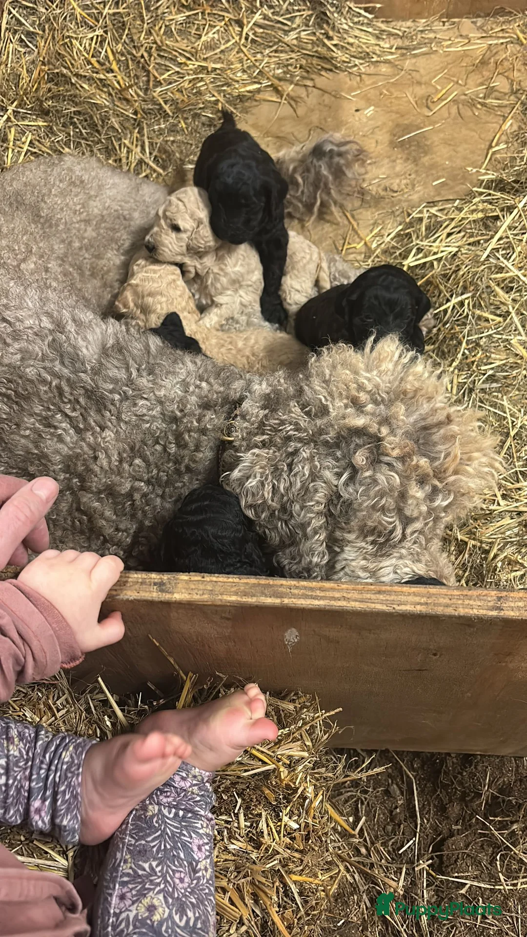 Kruising honden te koop: Middenslag golden doodles van dierenarts te koop - Advertentie 7