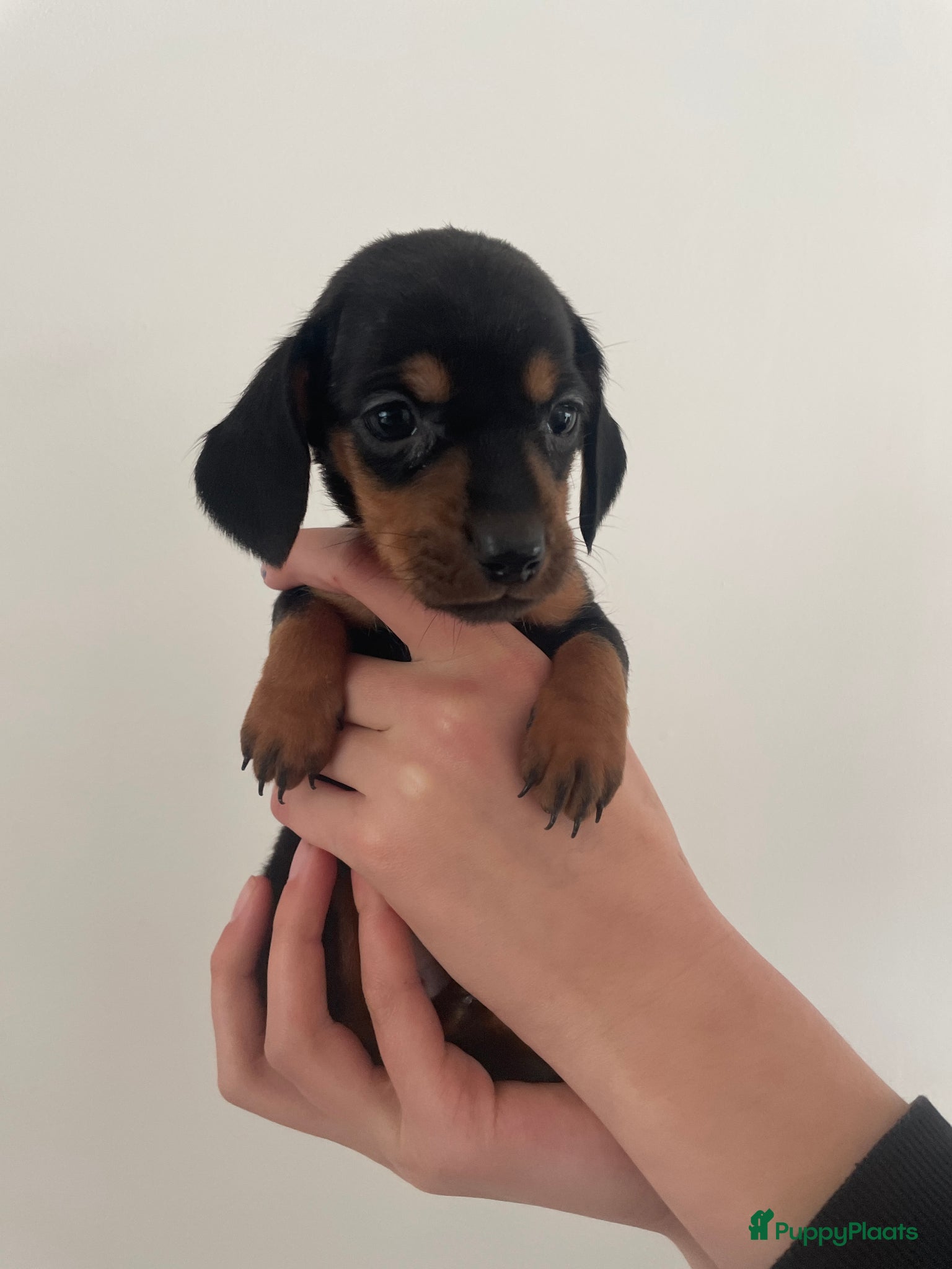 Teckel (korthaar)  honden Update 4 Teckel pups - Advertentie 6