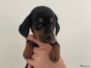 Teckel (korthaar) honden Update 4 Teckel pups - Advertentie 6
