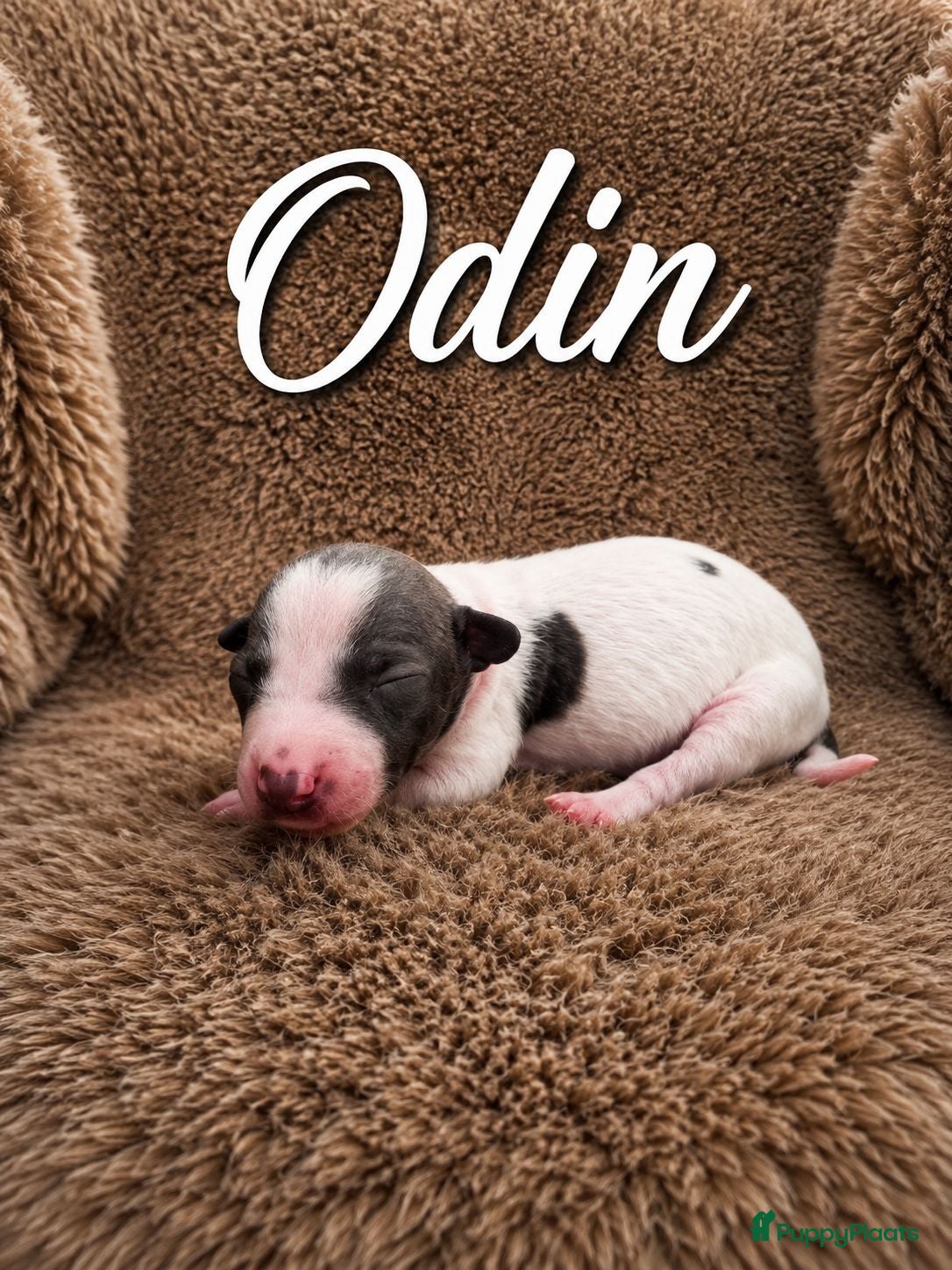 Amerikaanse Naakthond honden Prachtige Amerikaanse naakt hondjes - Advertentie 1
