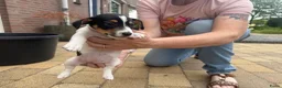 Jack Russel Terriër honden te koop: Jack Russell pups te koop - Advertentie 9