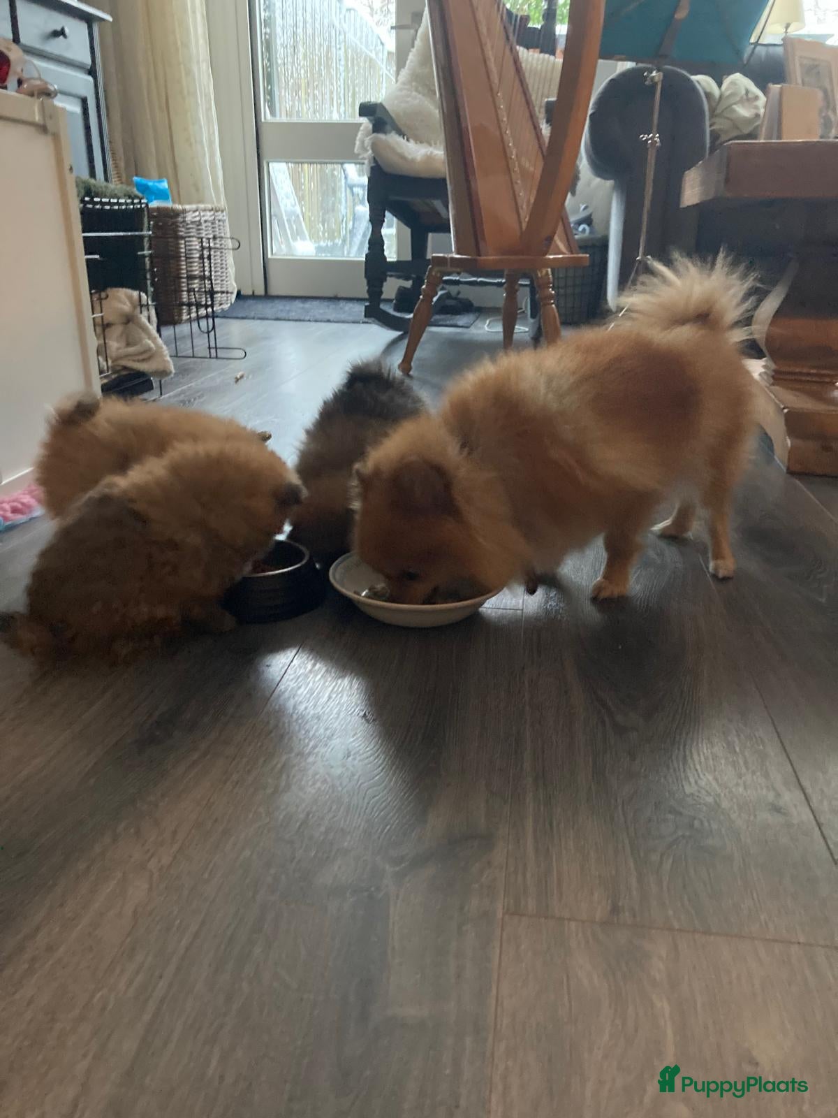 Pomeriaan honden 3 schattige Pomeriaan pups orange sable 5 wk - Advertentie 3