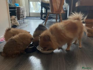 Pomeriaan honden 3 schattige Pomeriaan pups orange sable 5 wk - Advertentie 3
