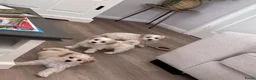 Maltipoo honden te koop: Maltipoo pups - Advertentie 3