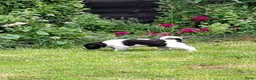 Kruising honden te koop: Wegens annulering, nog 1 lief teefje beschikbaar  in Nieuwolda - Advertentie 3