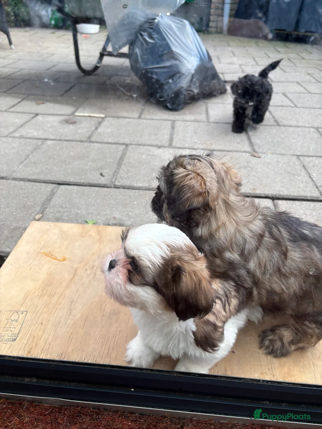 Shih Tzu honden te koop: Shih Tzu pups - Advertentie 1