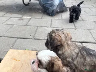 Shih Tzu honden Shih Tzu pups - Advertentie 1