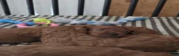Cockapoo honden te koop: Cockapoo pups beschikbaar  - Advertentie 9
