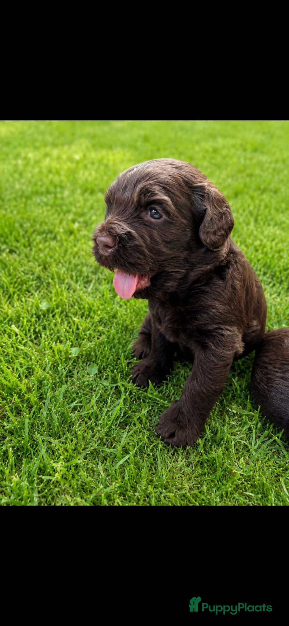 Labradoodle honden Medium chocolade labradoodles 75% Australian  - Advertentie 4