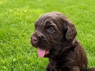 Labradoodle honden Medium chocolade labradoodles 75% Australian - Advertentie 4