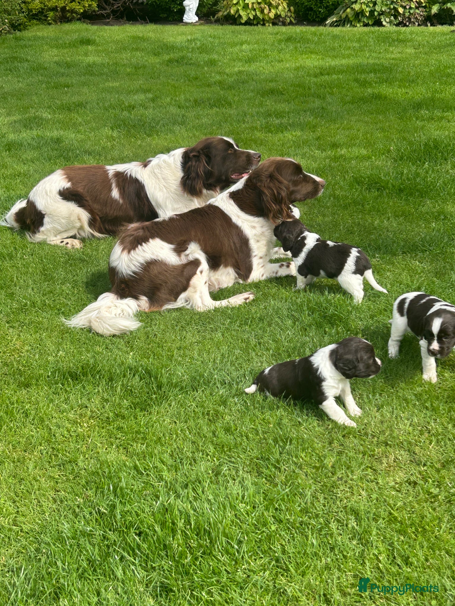 Heidewachtel honden Heidewachtel pups - Advertentie 1