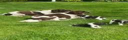 Heidewachtel honden te koop: Heidewachtel pups - Advertentie 1