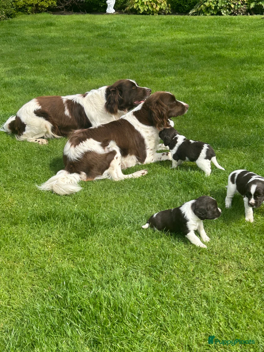 Heidewachtel honden te koop: Heidewachtel pups - Advertentie 1