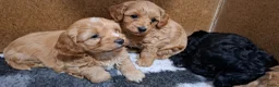 Cavapoo honden te koop: Mooie cavapoo pups - Advertentie 8