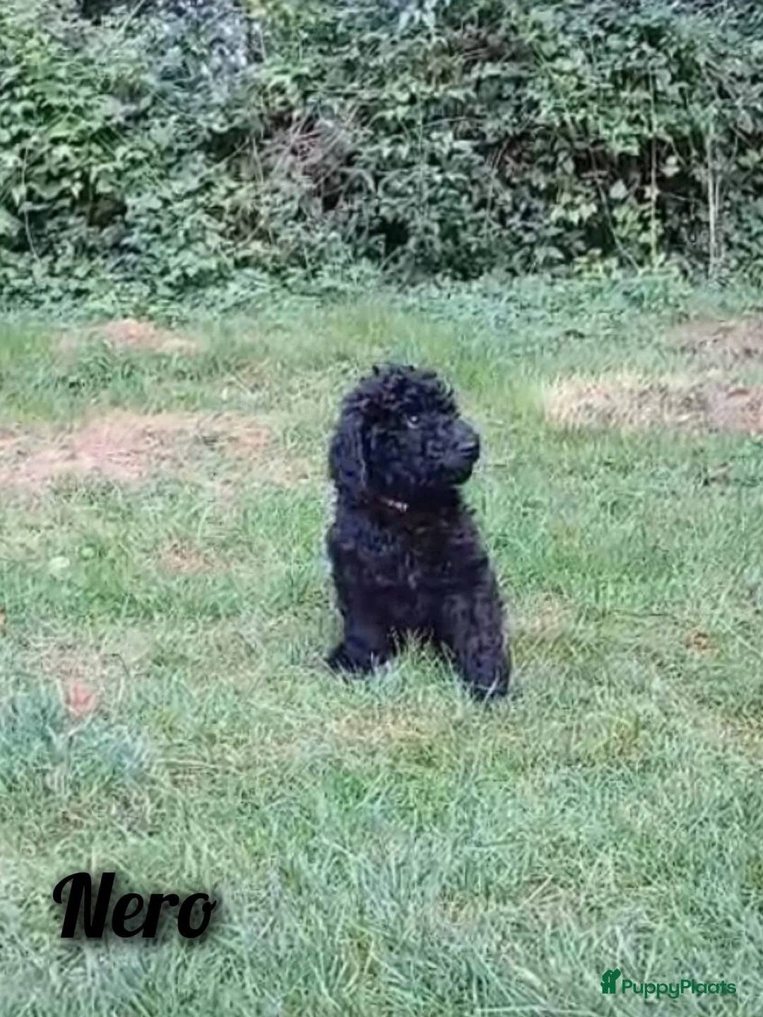 Poedel honden te koop: Prachtig nest zwarte Grote Poedel reutjes! - Advertentie 12