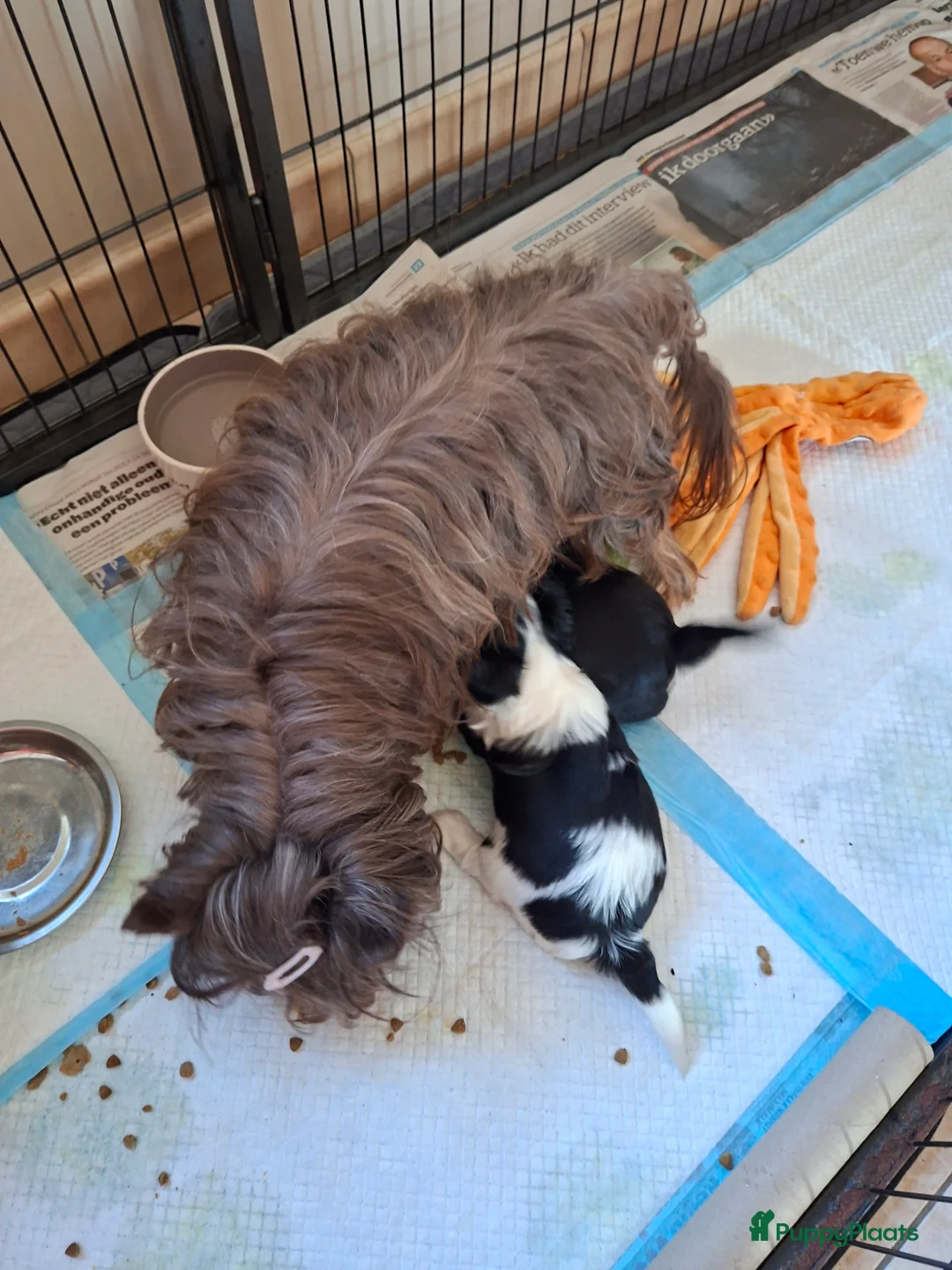 Yorkshire Terriër honden te koop: Yorkshire Terriër pup reu - Advertentie 2