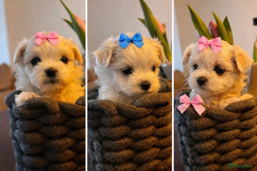 Maltezer honden te koop: Mini malzeter  - Advertentie 1