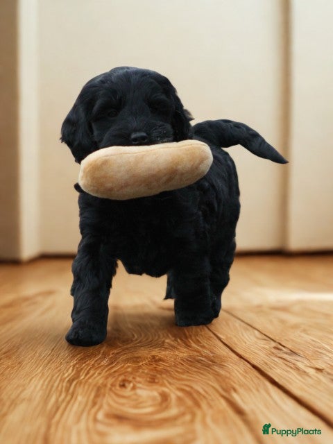 Cockapoo honden Knappe Cockapoo pups. - Advertentie 3