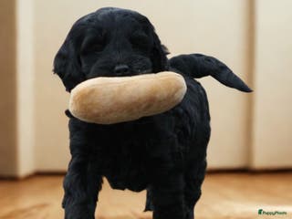 Cockapoo honden Knappe Cockapoo pups. - Advertentie 3