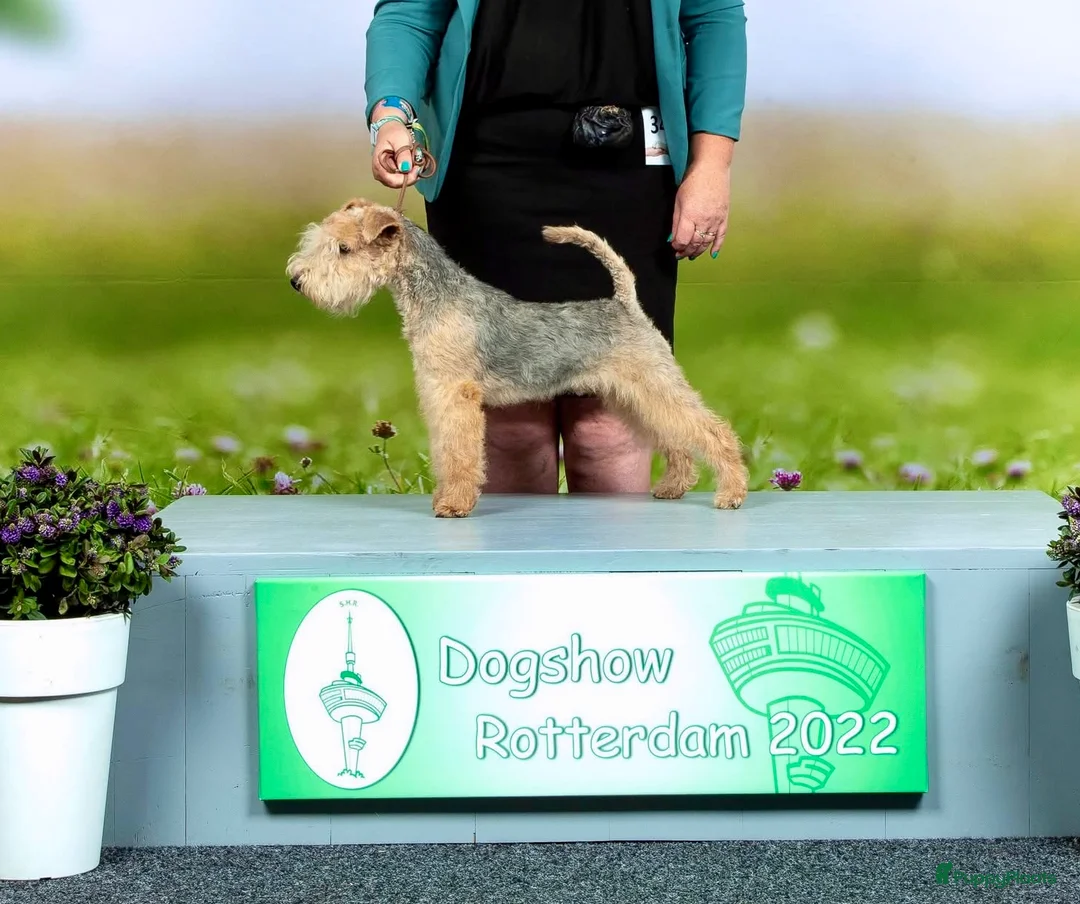 Lakeland Terriër honden te koop: Mooie Lakeland reu met stamboom - Advertentie 1