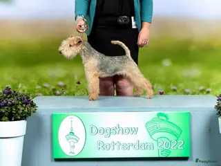 Lakeland Terriër honden Mooie Lakeland reu met stamboom - Advertentie 1