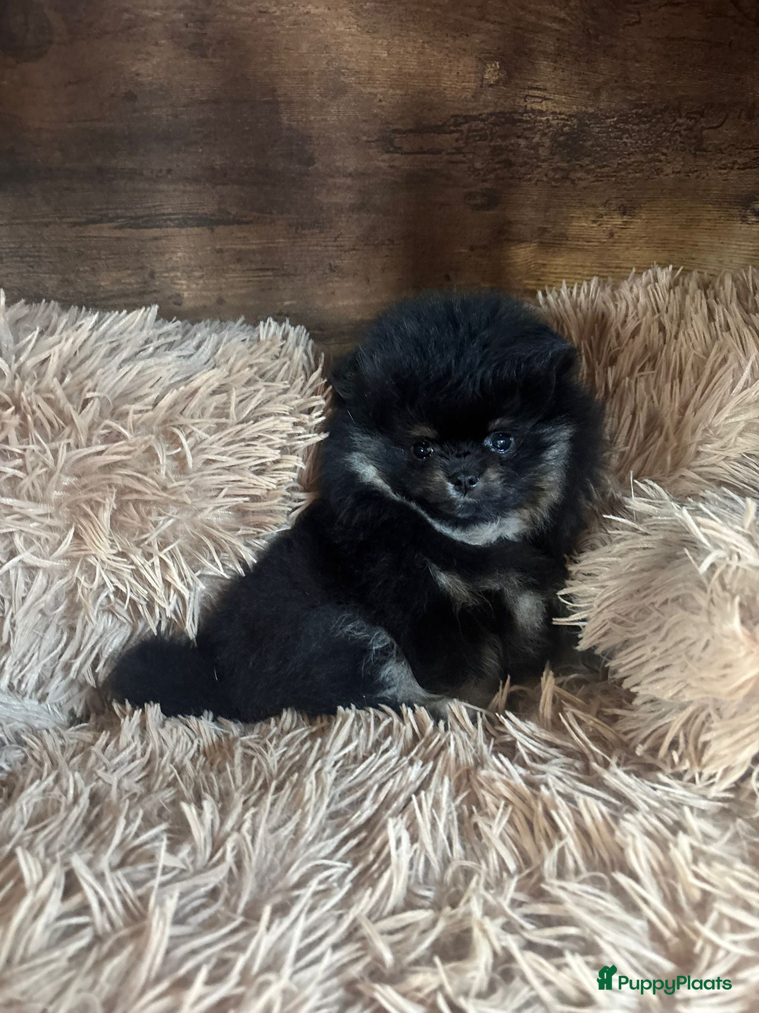 Pomeriaan honden Mooie pomeranian/dwergkees puos uit geteste lijnen - Advertentie 3