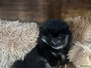 Pomeriaan honden Mooie pomeranian/dwergkees puos uit geteste lijnen - Advertentie 3