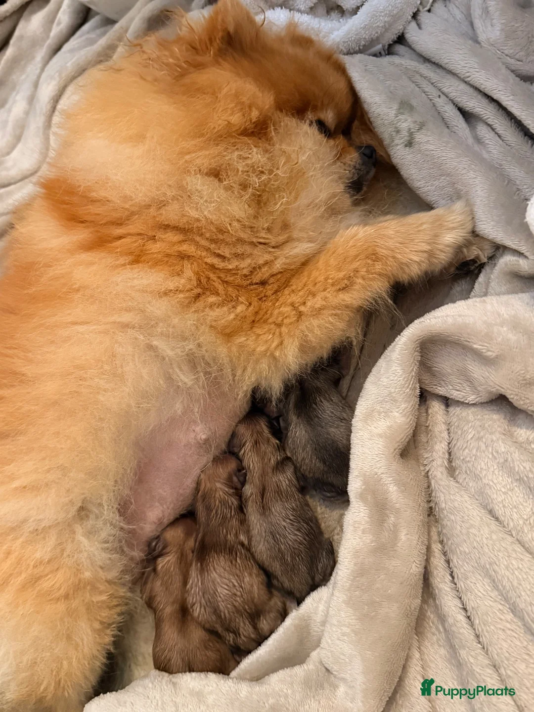 Pomchi honden te koop: Pomeriaan × Chihuahua puppy’s  in Maastricht - Advertentie 2
