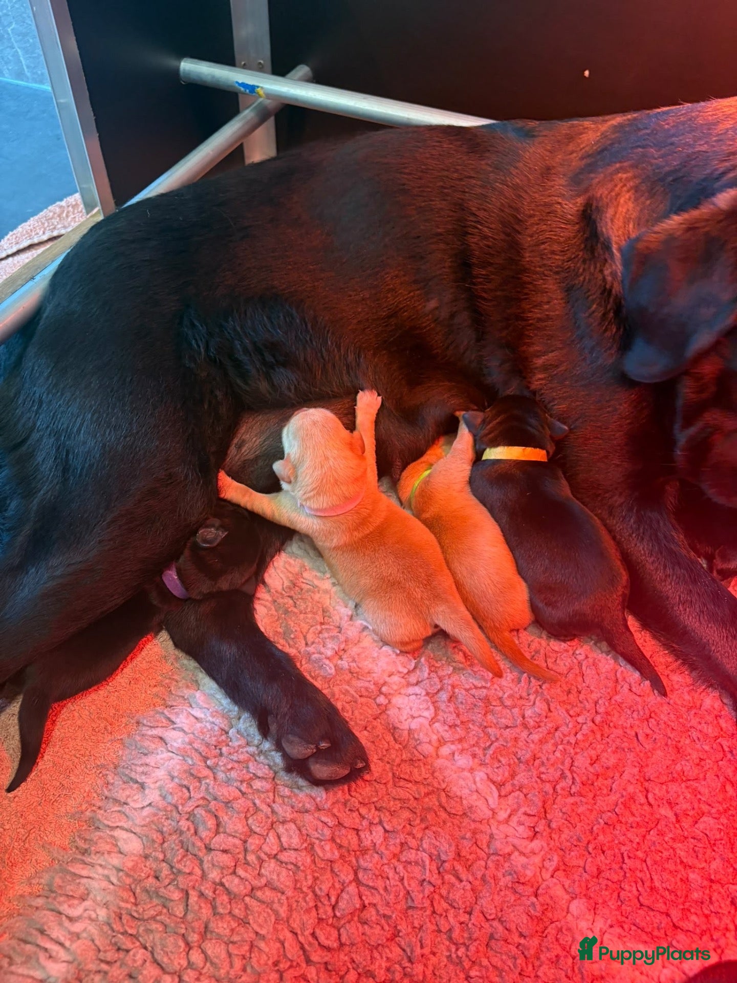 Labrador Retriever honden Prachtige zwarte labrador van extreem lieve moeder - Advertentie 11