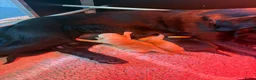 Labrador Retriever honden te koop: Prachtige zwarte labrador van extreem lieve moeder - Advertentie 1