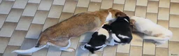 Boerenfox honden te koop: Prachtige 100% boerenfox pups met unieke kleuren - Advertentie 2