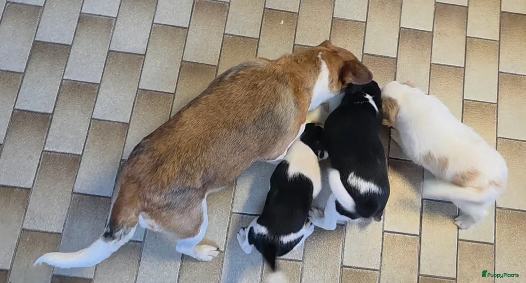 Boerenfox honden te koop: Prachtige 100% boerenfox pups met unieke kleuren - Advertentie 2