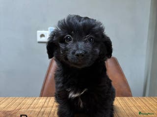 Kruising honden POMAPOO PUPS - Advertentie 4