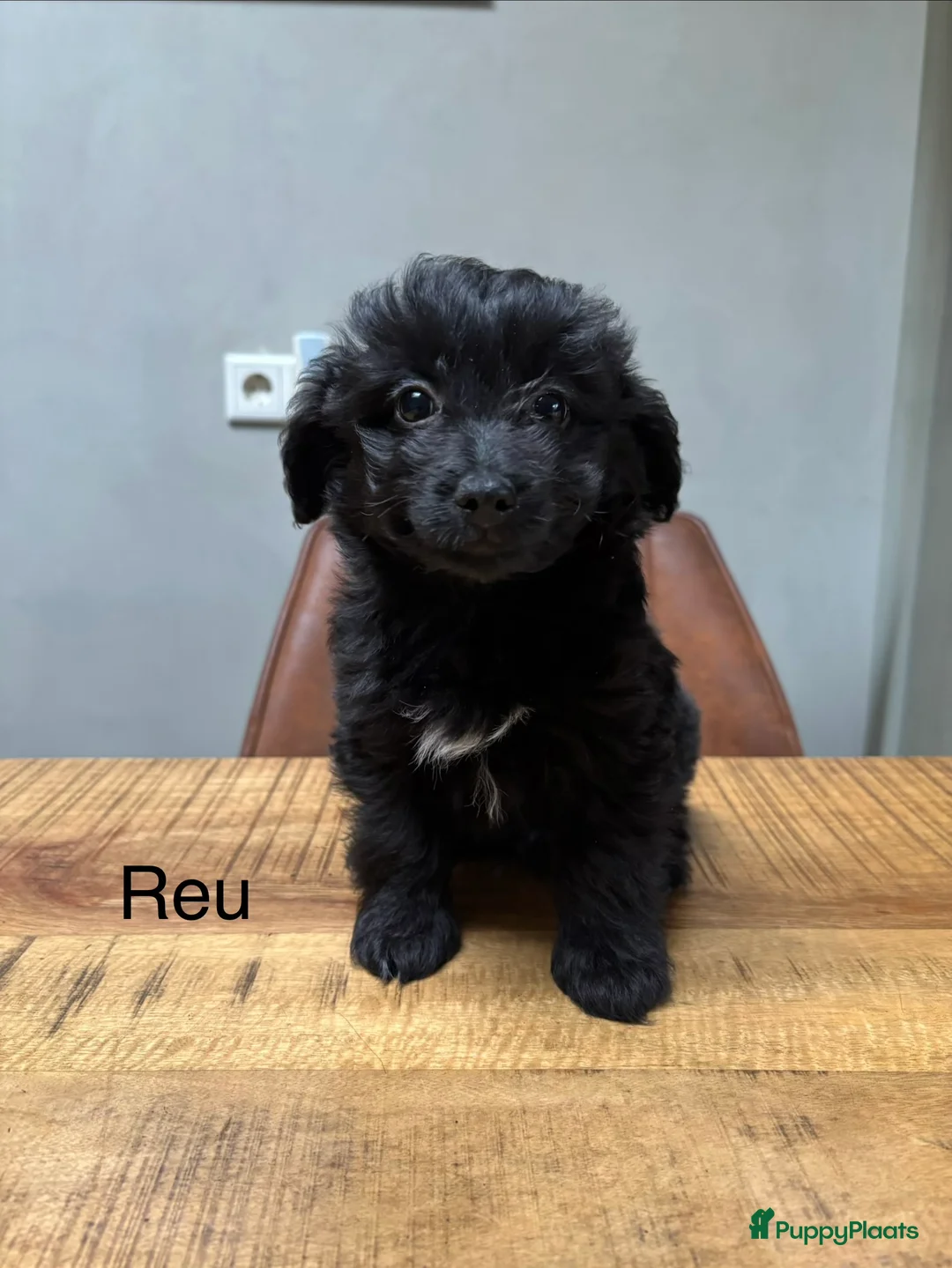 Kruising honden te koop: POMAPOO PUPS - Advertentie 1